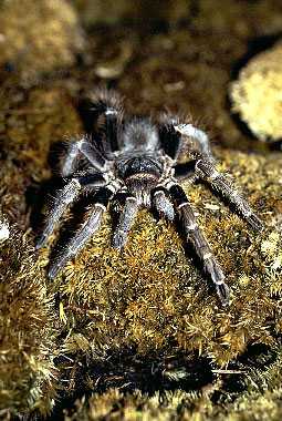 APHONOPELMA BORELLI 15